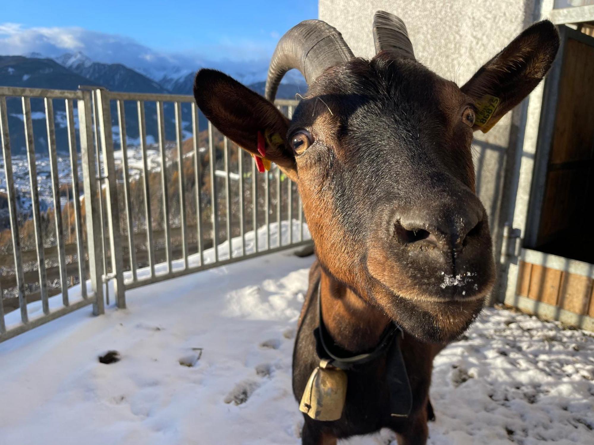 Schallerhof Sterzing - Deine Auszeit Mit Ausblick In Unseren Ferienwohnungen Auf Dem Bergbauernhof In Suedtirol Exterior foto